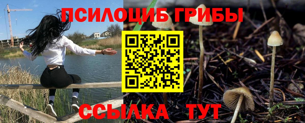 Гатчина  Псилоцибиновые грибы Psilocybine cubensis  Вход с VPN  Галлюциногенные грибы GOLDEN TEACHER 